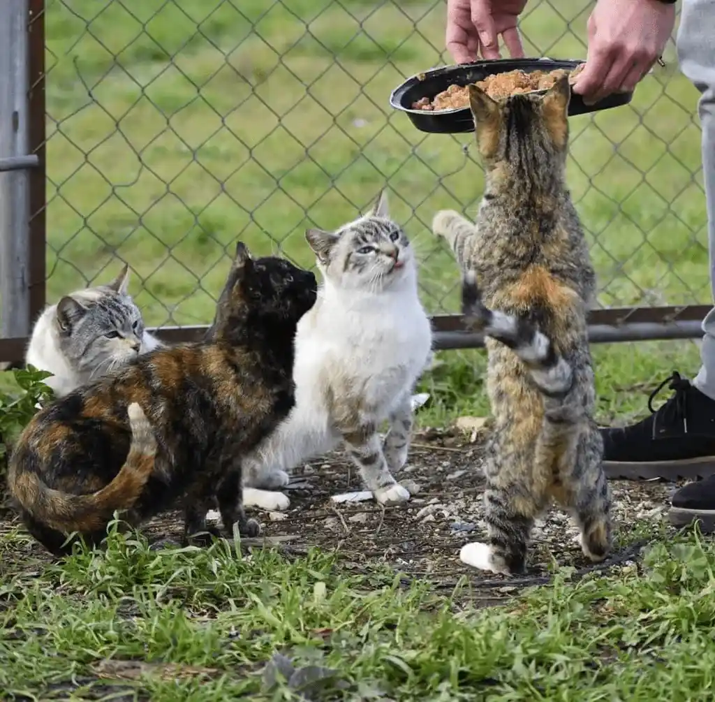 Gatos comunitarios al aire libre durante un taller de gestión de colonias felinas