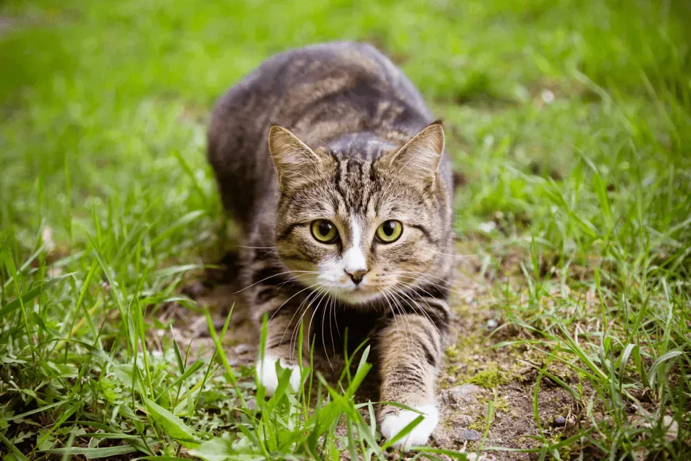 La Innovación de ZOOMETRICS Brilla en el Congreso Veterinario 2025