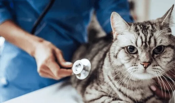 Zoo Metrics met l’innovation au service du bien-être animal au Congrès Vétérinaire 2025